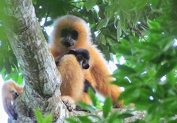 Hainan gibbon