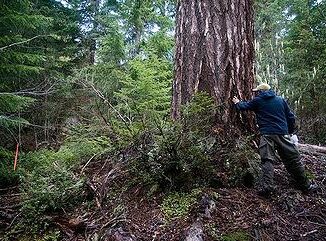 Tree marked for timber