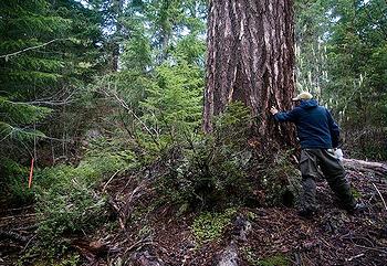 Tree marked for timber