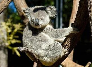 koala