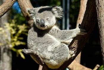 koala