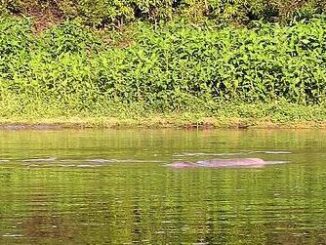 Amazon pink river dolphin