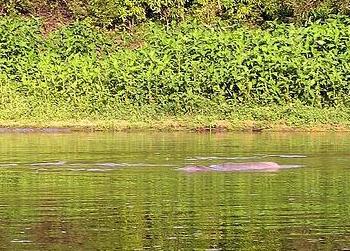 Amazon pink river dolphin