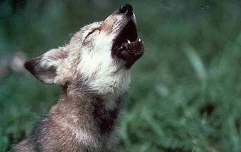 Mexican wolf pup