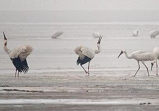 Siberian cranes