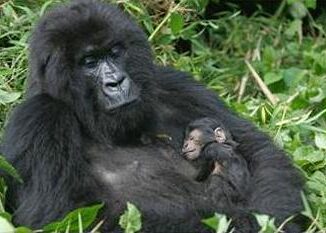 gorilla