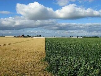 corn