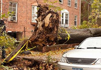 fallen tree