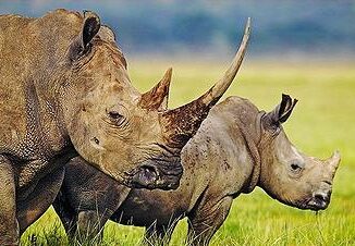 rhinos