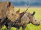 rhinos