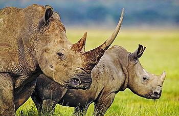 rhinos