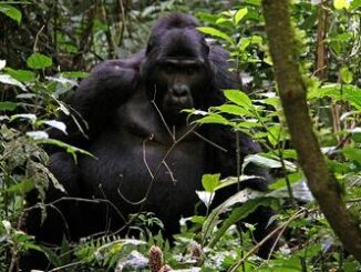 Bwindi gorilla