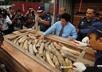 ivory, tusks, Malaysia