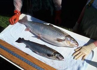 salmon