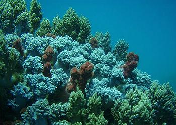 coral, China