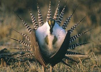 sage grouse