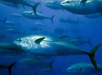 Pacific bluefin
