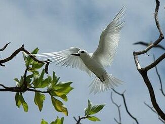 fairy tern
