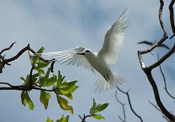 fairy tern