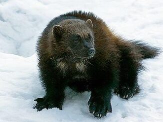 wolverine