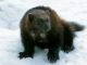 wolverine