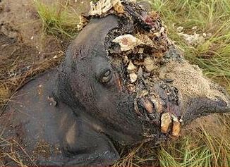 elephant carcass