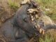 elephant carcass