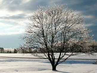 uranium-bearing land, Virginia
