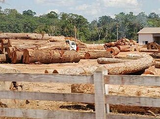 illegal timber