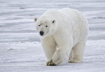 polar bear