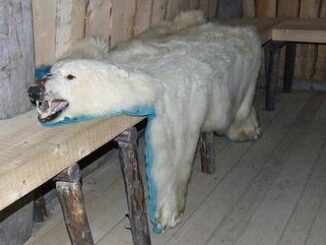 polar bear pelt