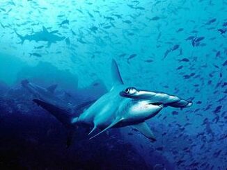hammerhead shark