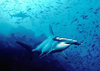 hammerhead shark