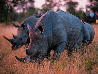 rhinos South Africa