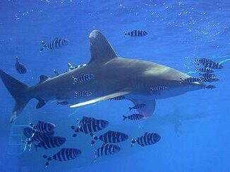 oceanic whitetip