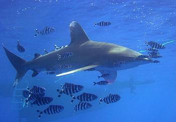 oceanic whitetip