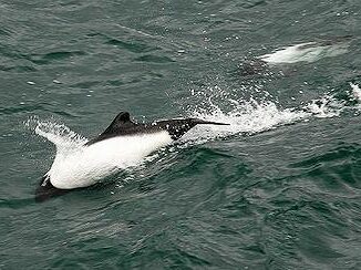 Commersons' dolphins