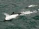 Commersons' dolphins