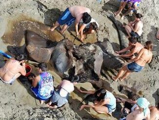 whale fossil, students