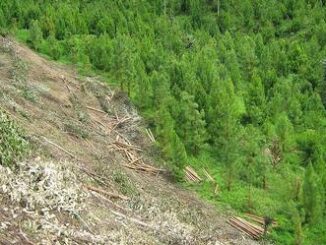 logging Peru