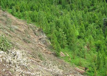 logging Peru