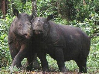 Sumatran rhinos