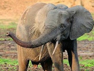 forest elephant