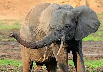 forest elephant