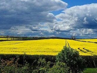 oilseed rape