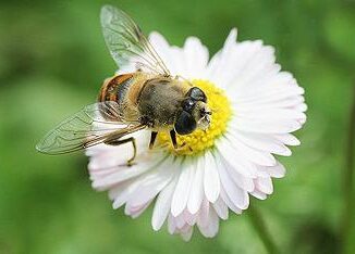 bee, flower