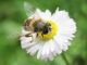 bee, flower