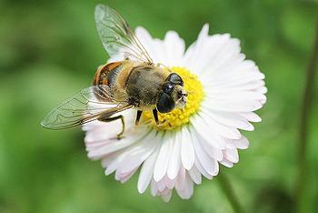 bee, flower