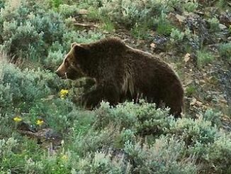 grizzly bear