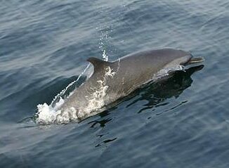 dolphin